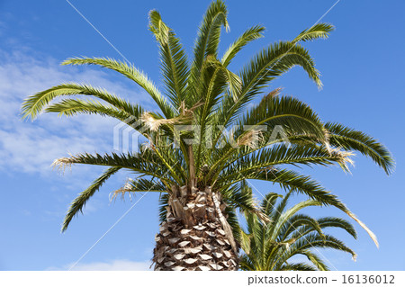 Large palm trees above blue sky 16136012