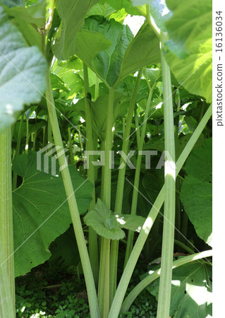 Butterbur fields 16136034