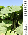 Butterbur fields 16136035