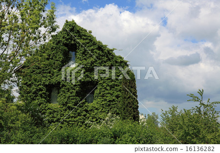 Old house completely covered with ivy. Old house completely covered with ivy. 16136282