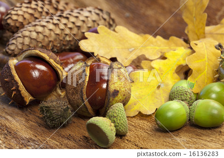 Autumn background of chestnuts, acorns, pine cone Autumn background of chestnuts, acorns, pine cone 16136283