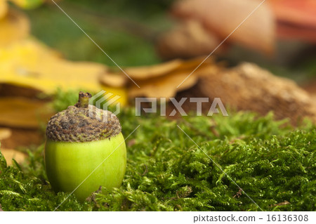 One green acorn fruit on green moss One green acorn fruit on green moss 16136308