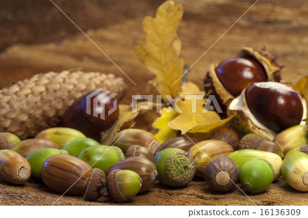 Autumn background of chestnuts, acorns, pine cone Autumn background of chestnuts, acorns, pine cone 16136309