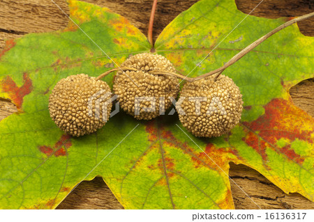 Autumn background with plane tree fruit 16136317