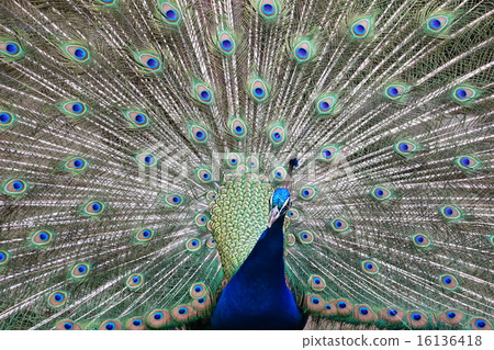 Male peacock spreading wings 16136418