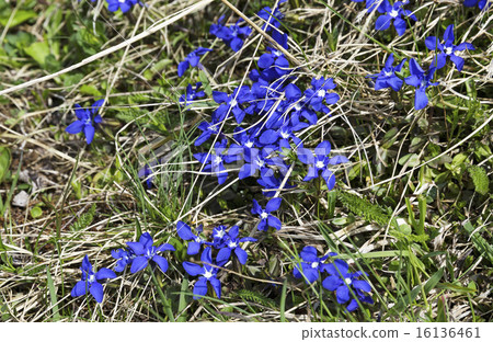 Flowers  in the Austrian Alps 16136461