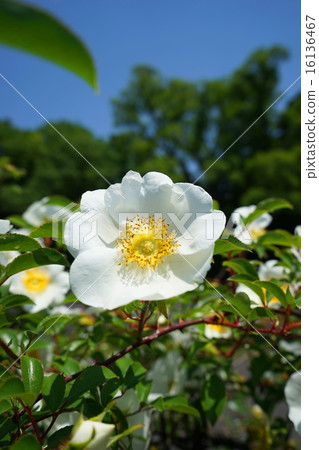 五月花Naniwaibara·玫瑰家庭17 16136467