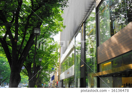 May Landscape of the city / townscape 822 Fresh green Omotesando Zelkova trees 16136478
