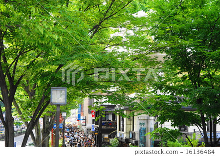 May Landscape of the city / townscape 828 Omotesando zelkova trees of fresh green 16136484