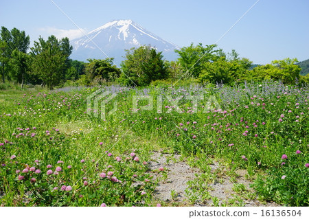 可能風景·富士山833共同聖人和Murasakirukesa 16136504