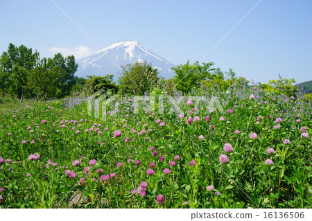 May landscape · Mt. Fuji 835 Common sage and Murasakikitsukusa May landscape · Mt. Fuji 835 Common sage and Murasakikitsukusa 16136506