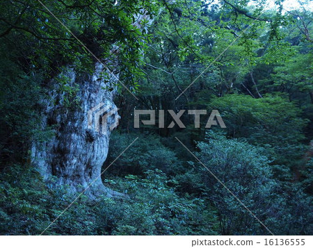 Yakushima _ Jomon cedar _ horizontal 16136555