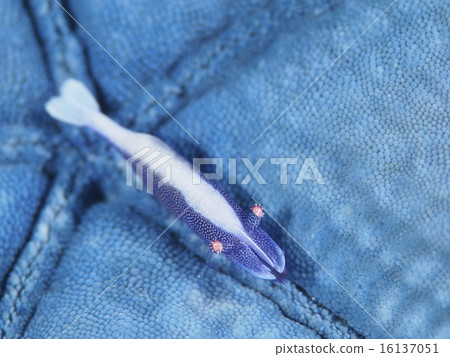 Hitodeyadoriebi Hitodeyadoriebi 16137051