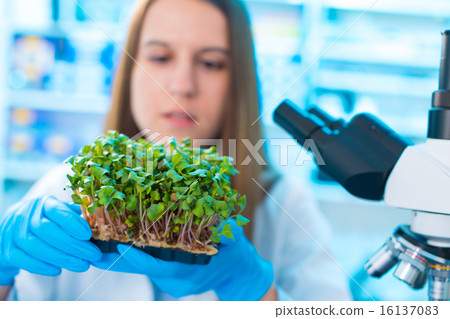 Research green plants in the laboratory 16137083