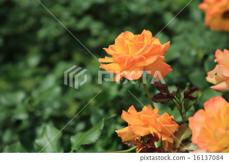 前Furukawa庭院的橙色五顏六色的玫瑰色花·撒哈拉大沙漠'98 16137084