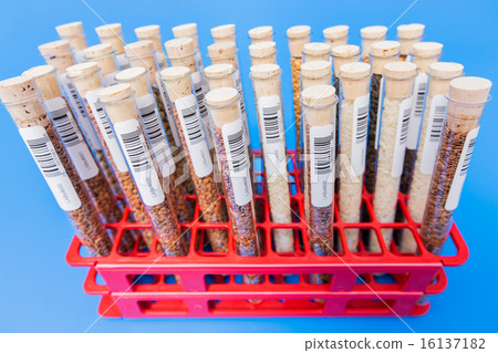 agricultural grains and legumes in the laboratory test tubes 16137182