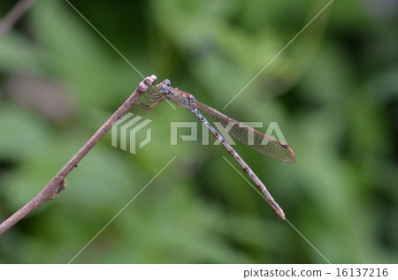 Hosomiotsunentonbo 16137216