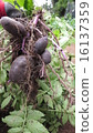 Shadow Queen (potato) 16137359