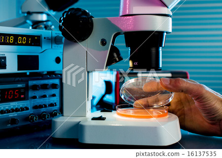Petri dishes and microscope in the laboratory Petri dishes and microscope in the laboratory 16137535