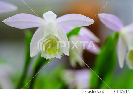 藍色花偉大的礦石花卉紅色花 16137615