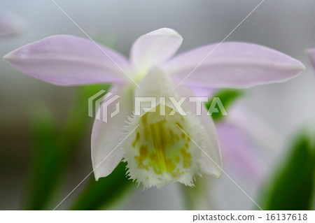 藍色花偉大的礦石花卉紅色花 16137618