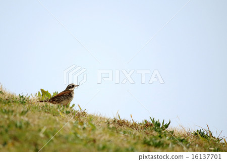 Thrush Thrush 16137701
