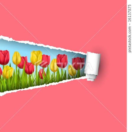 Grass lawn with tulips and ripped paper sheet 16137875