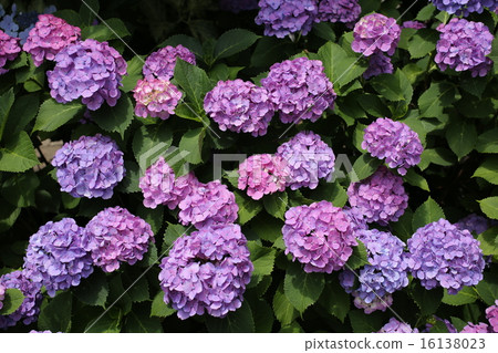 盛開的比賽 盛開的比賽 16138023