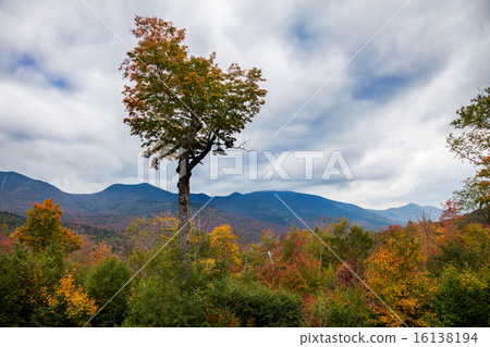 Autumn forest in mountain landscape Autumn forest in mountain landscape 16138194
