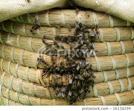 Swarm of bees on bush 16138294