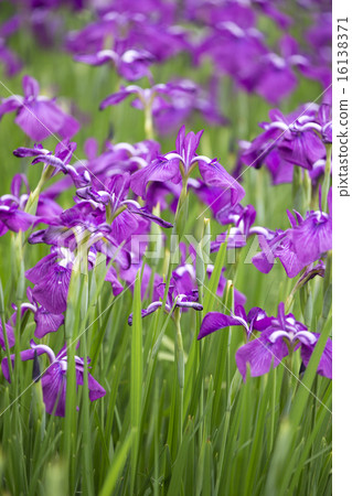 Iris flower Iris flower 16138371