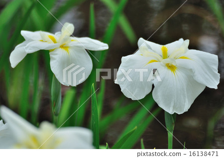 花卉虹膜（豆莢）淡奶油色 16138471