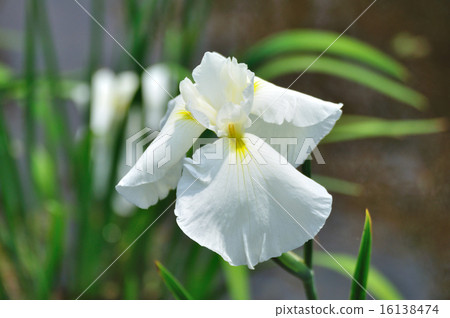 白色虹膜（白花）白色 16138474