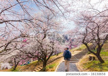 Yoshino Umezo的徒步旅行 Yoshino Umezo的徒步旅行 16138658