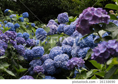 Hydrangea 16138690