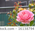 玫瑰 16138794