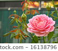 玫瑰 16138796