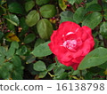 玫瑰 16138798