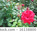 玫瑰 16138800