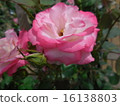 玫瑰 16138803
