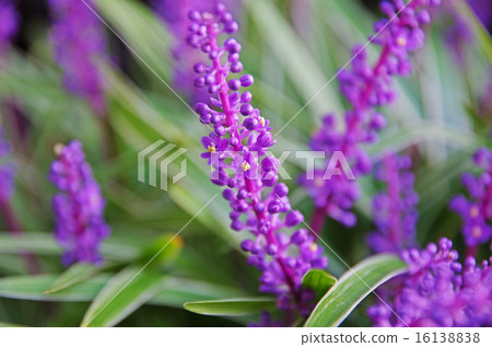 Yaburan Flower Yaburan Flower 16138838