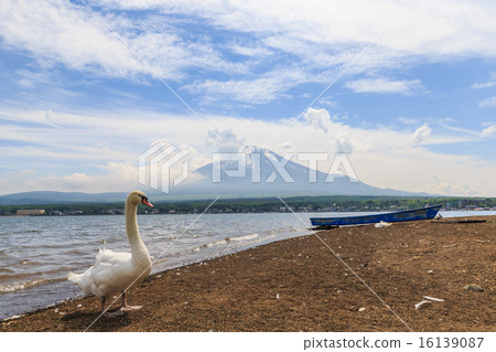 天鵝和富士山 16139087