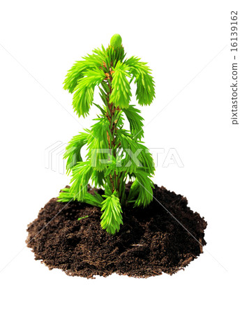 young green sapling fir, pine 16139162