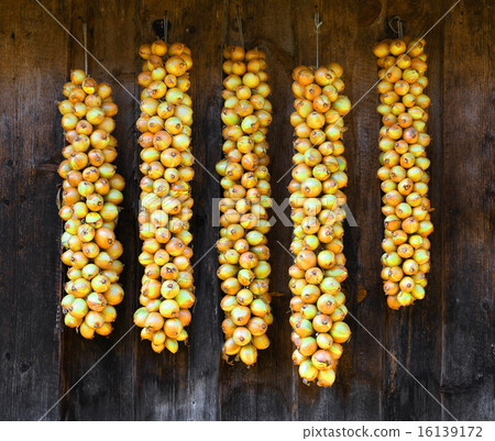 bundles of onions drying on the wood wall 16139172