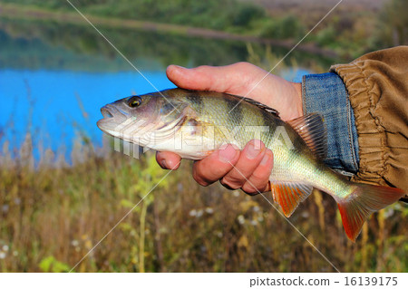 bass in the hand of fisherman 16139175