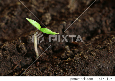 small green seedling in the ground small green seedling in the ground 16139196