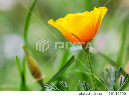 close up of california poppy flower 16139200