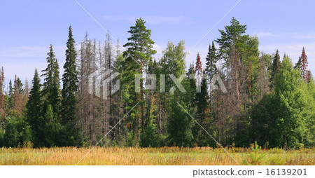 edge of the forest with dead trees 16139201