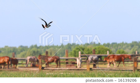 flying apwing 16139206