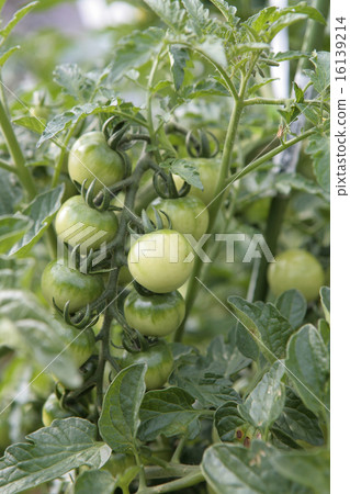 Tomato cultivation Tomato cultivation 16139214